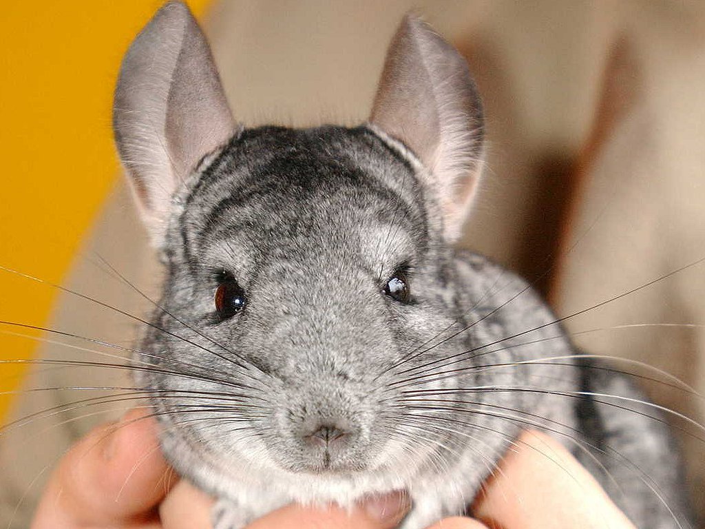 Are Chinchillas the right pet for you?