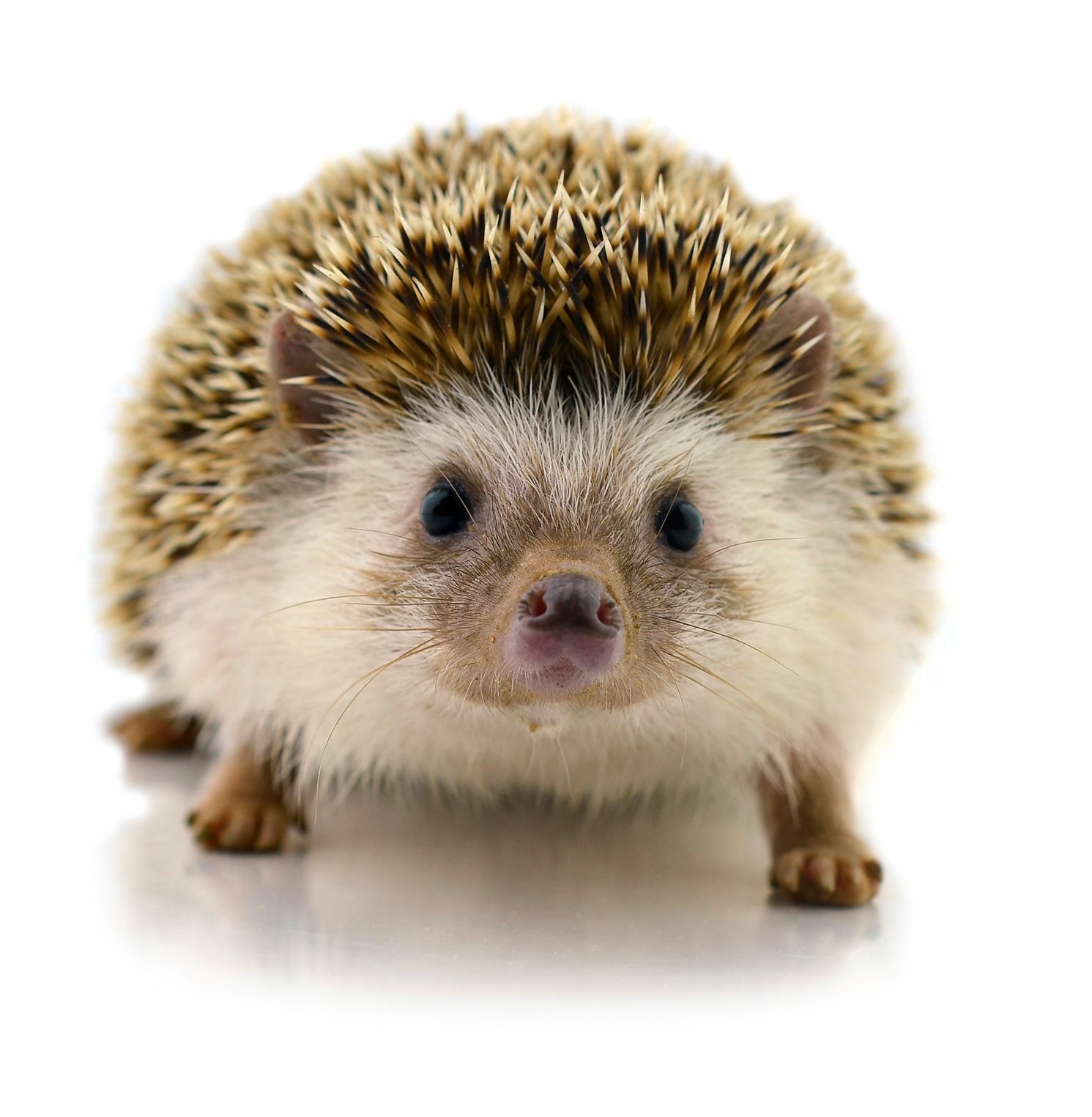 Hedgehogs: A Unique Pet