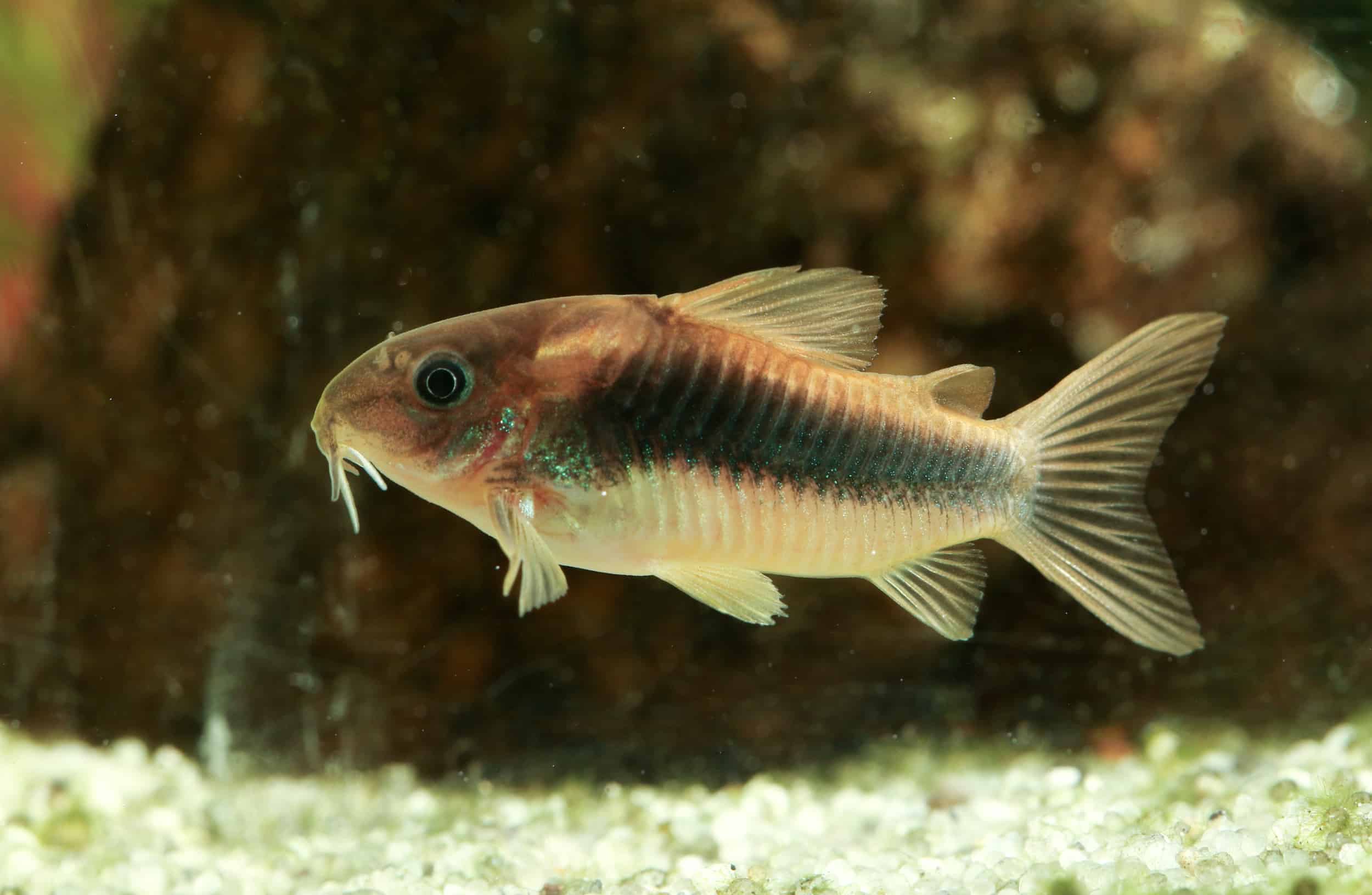 Cories in Your Aquarium - All the Benefits