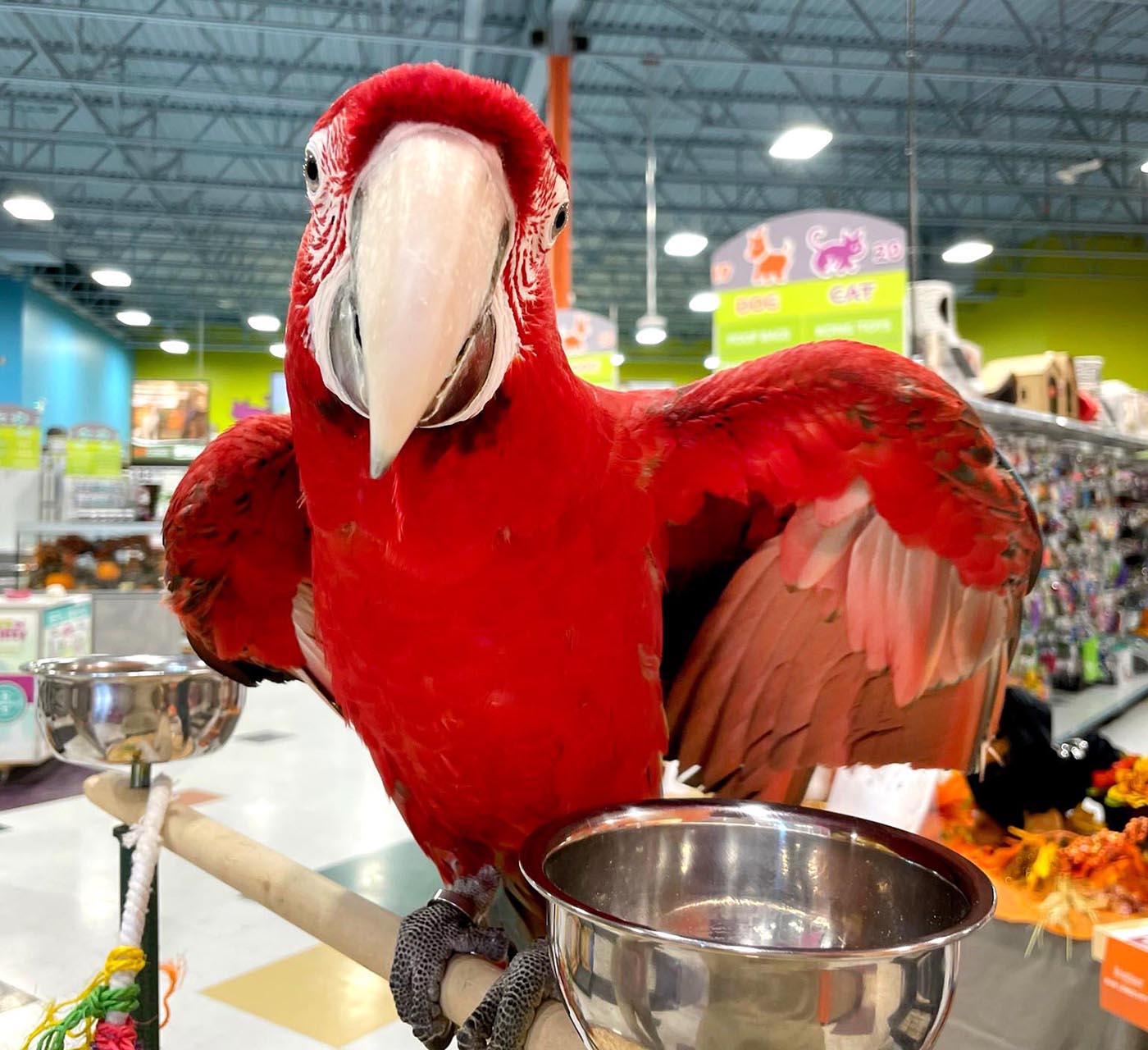 Green-Wing Macaws and African Greys Take Center Stage at Petland - Parrots, Cockatiels, Budgies, Conures, Lovebirds, Canaries, Finches