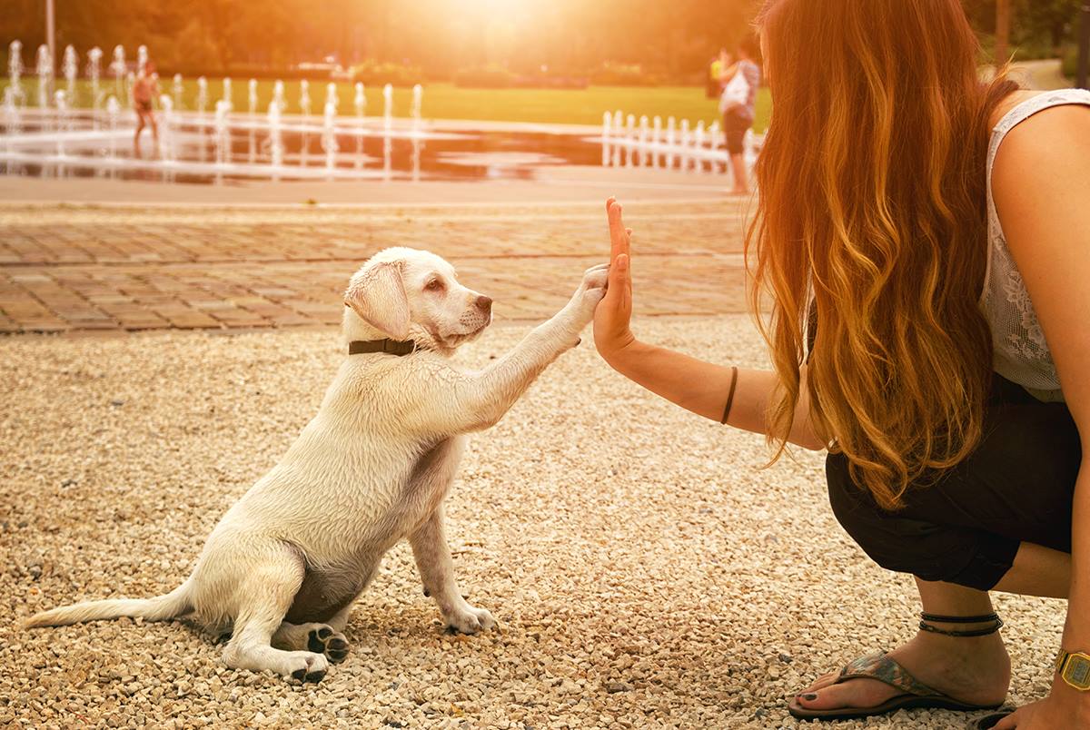 Dog Training - The power of positive reinforcement.