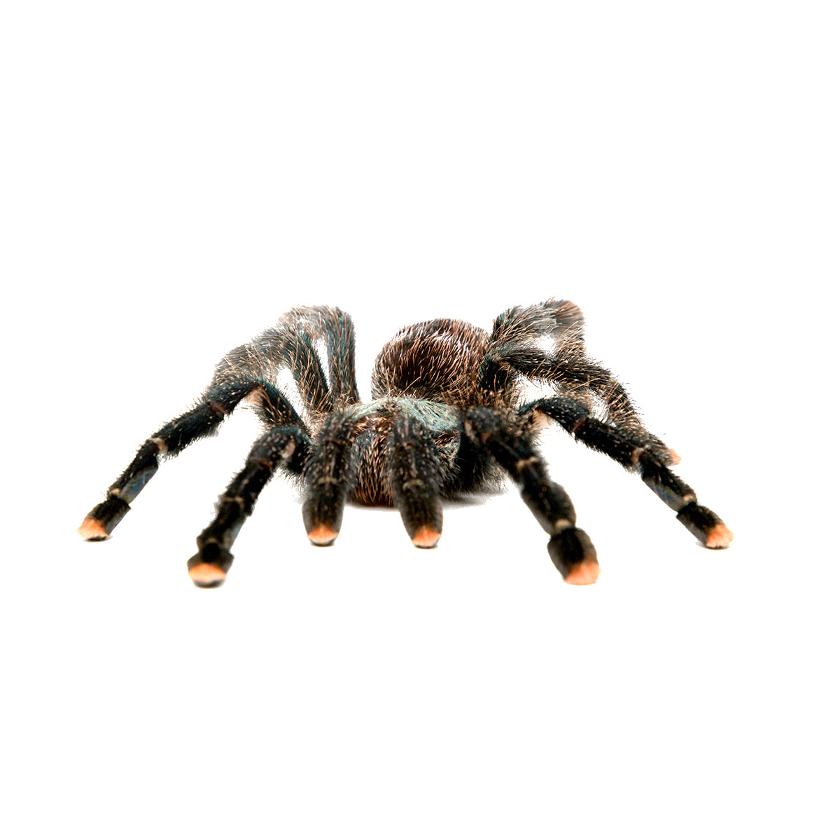 The Fascinating World of Tarantulas and Quick Facts