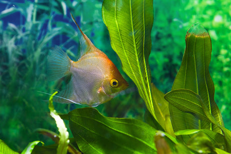 Improving Your Aquarium with Live Aquatic Plants