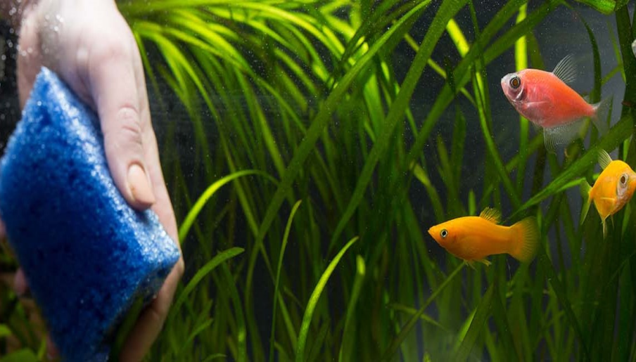 Algae Happens… tips for controlling algae growth in your home aquarium