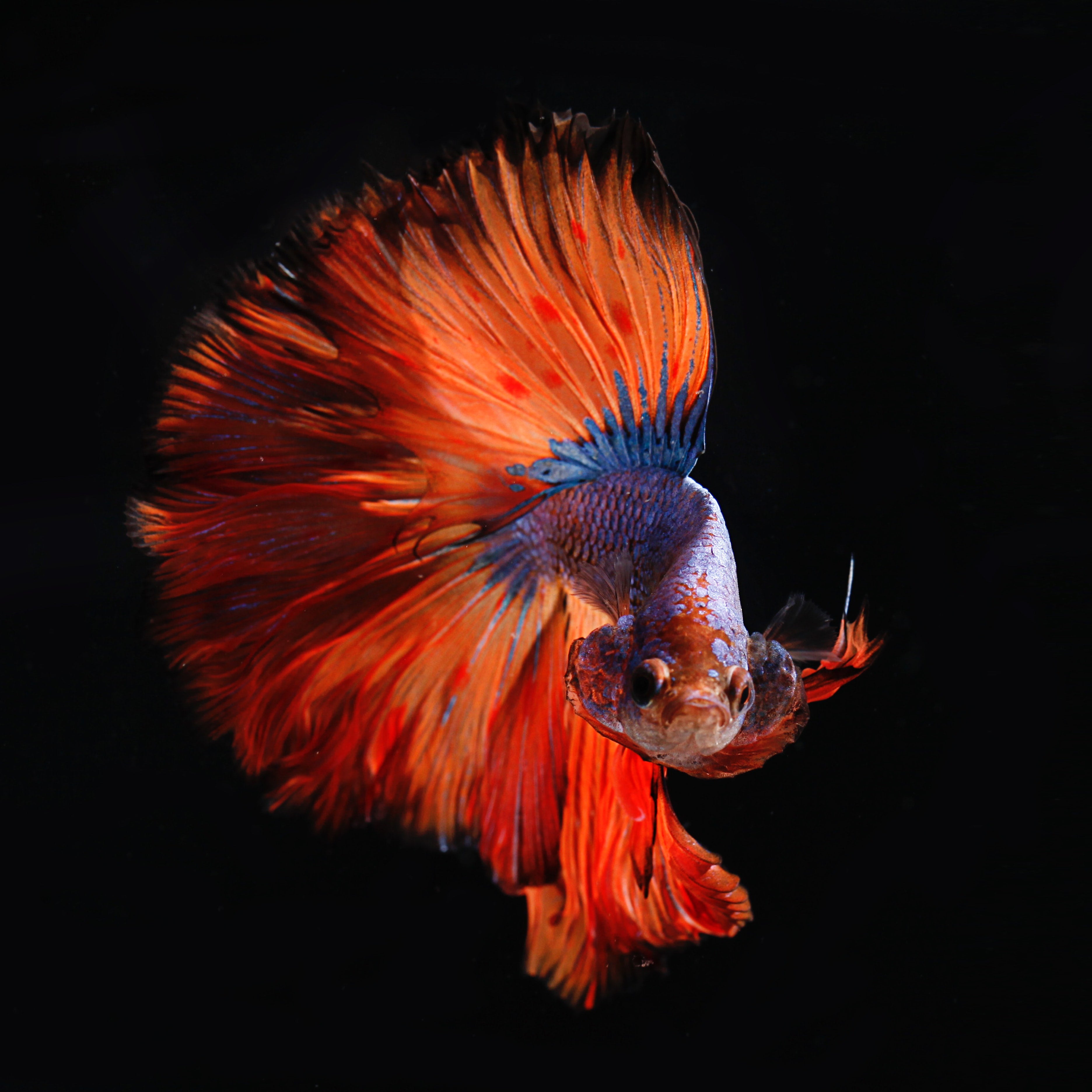 Betta Fish: Tank vs. Bowl (And Why Tanks Are Better for You And Your Fish)