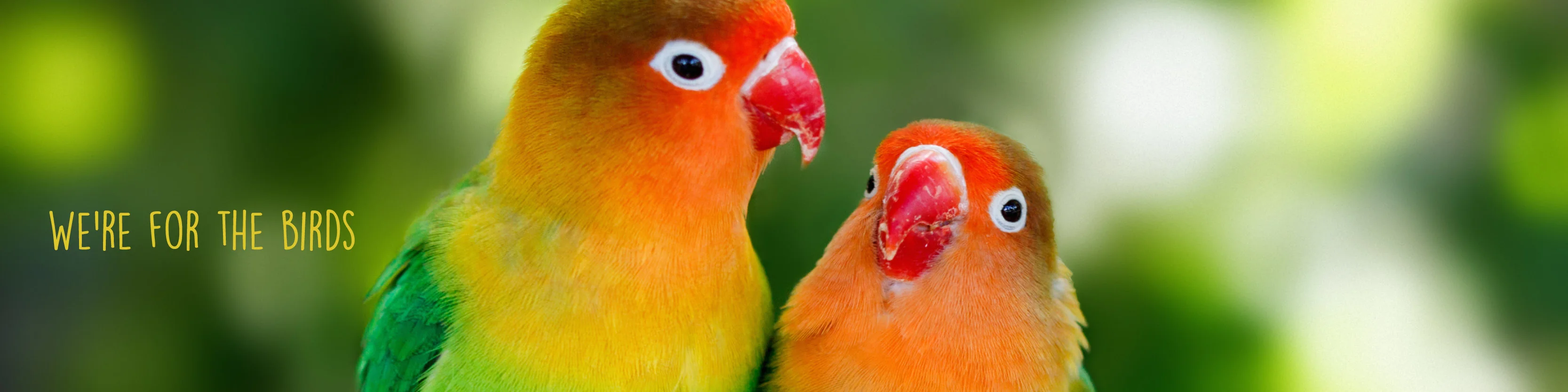 Bird Treats