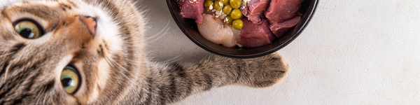 Cat Raw & Frozen Treats