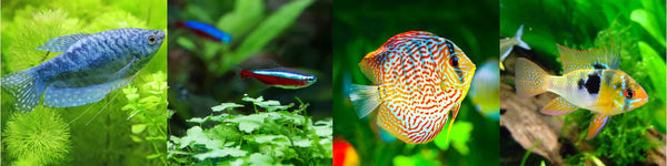 August Sale - Vacation Blocks & Feeders