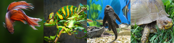 Monthly Sale; Fish and Reptile