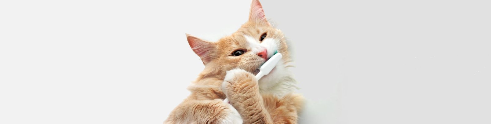 Cat Oral Care