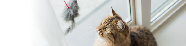 Cat supplies (excluding food & treats)