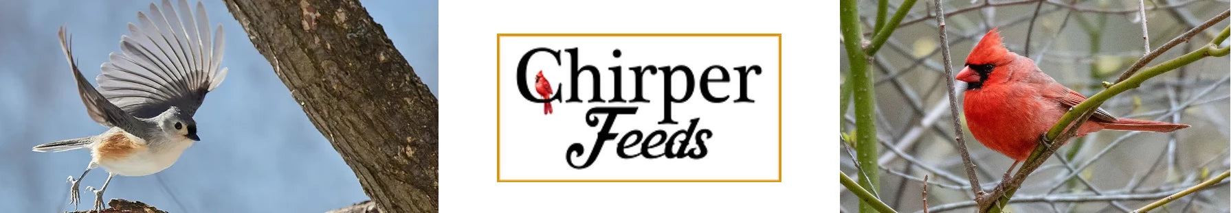 Chirper Feeds