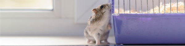 Flyer Sale Small Animal Products