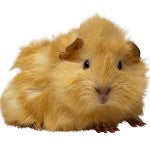 Caring for your Guinea Pig