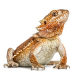 Caring for your Bearded Dragon