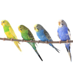 Caring for your budgie