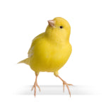 Caring for your pet canary