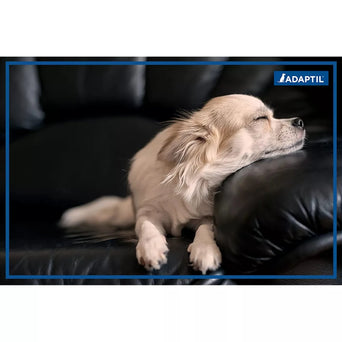 Ceva ADAPTIL Calm Home Diffuser Kit