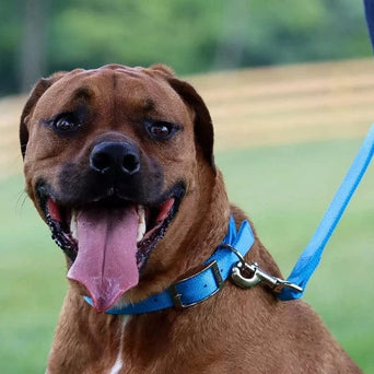 Coastal Pet Products Coastal Double Ply Nylon Dog Collar