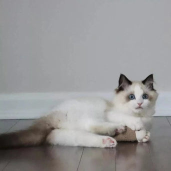 Coastal Pet Products Turbo Natural Cat Toys; Fish