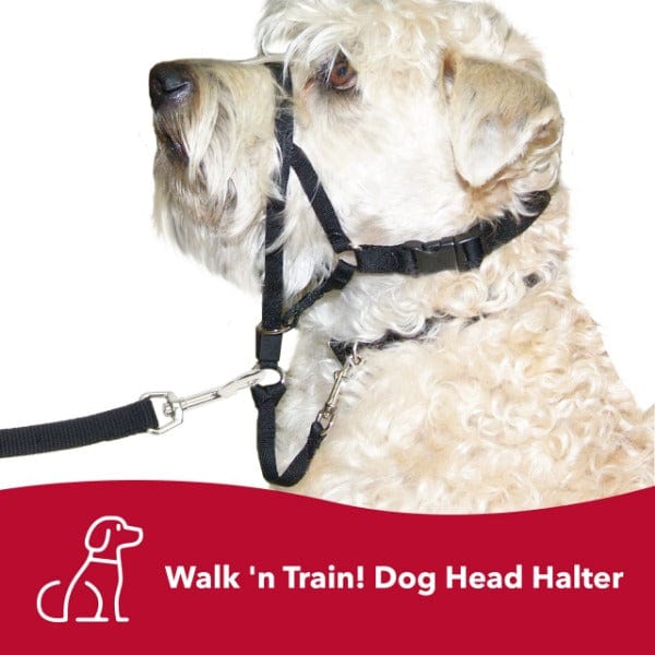 Head Halter Transitional Slip Lead Walk 'n Train! Dog Head Halter