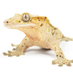 Keeping Your Pet Crested Gecko
