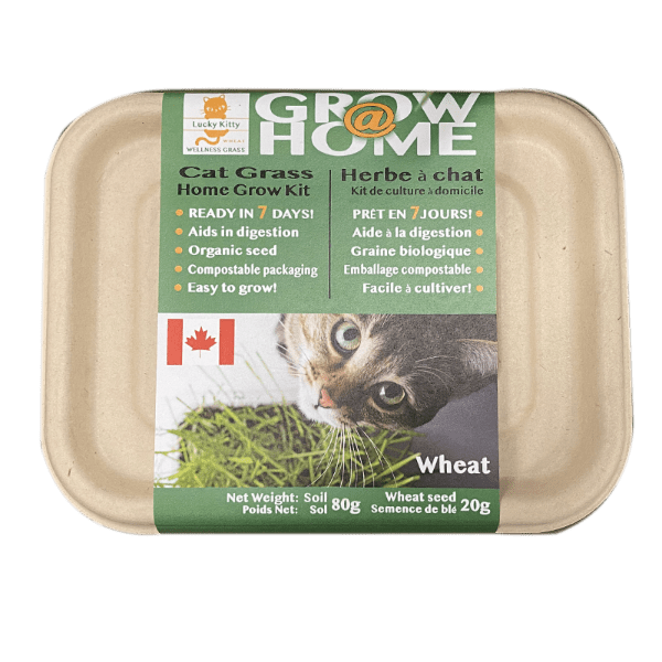 Whisker city 2024 cat grass kit