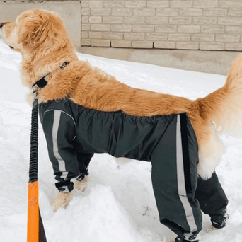 foufouBRANDS FouFouDog Bodyguard Dog Pants