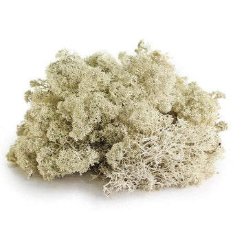 Galápagos Galápagos Reindeer Moss