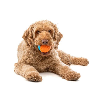 GURU GURU Crunch & Squeak Ball Dog Toy
