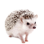Caring for your Hedgehog