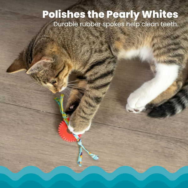 Petstages Dental Kitty Chew Wheel Cat Toy – Petland Canada