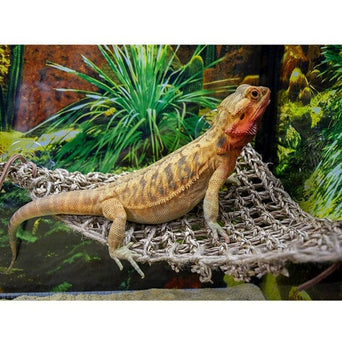 Penn Plax Reptology Lizard Lounger