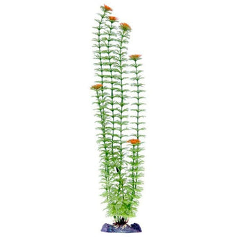 Penn Plax Sinker Plant Ambulia Green Super