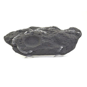 Petland Canada Repti Gear Floating Turtle Island Reptiles