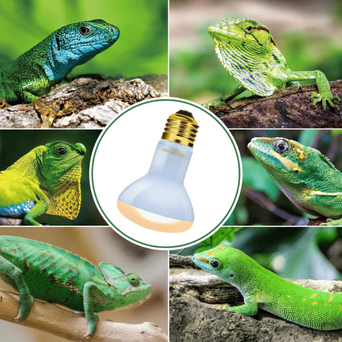 Petland Canada Reptizoo Daylight Basking Spot