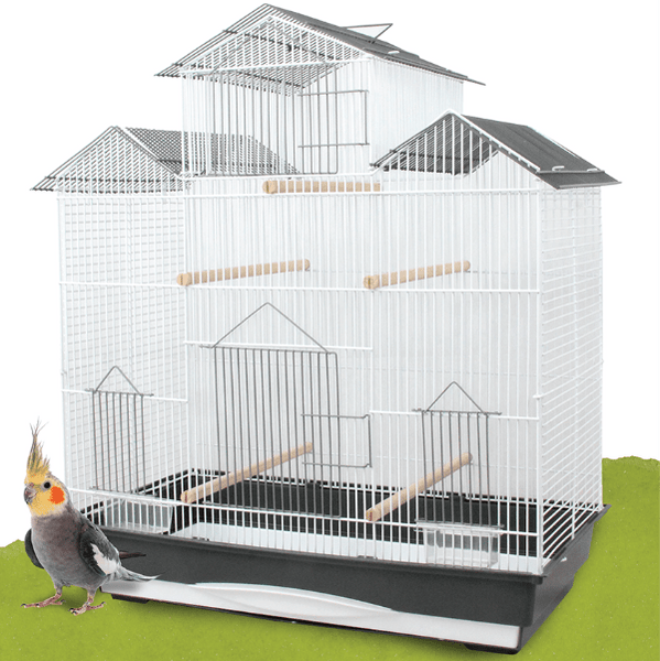 Budgies Cockatiel Cage Gumtree Cockatiel's Parakeets For Sale