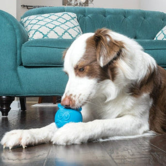 PetSafe Busy Buddy Animals Treat Dispensing Dog Toy
