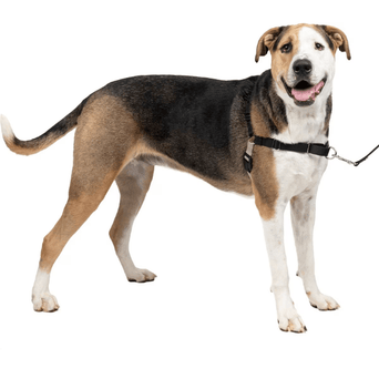 PetSafe PetSafe Easy Walk Harness with Lead