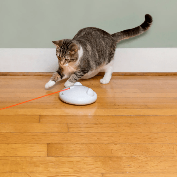 automatic laser light cat toy