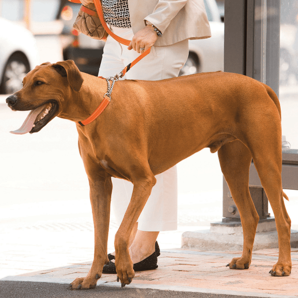 Rogz Utility Control Half Check Chain Dog Collar Petland Canada