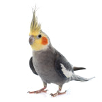 Caring for your pet cockatiel