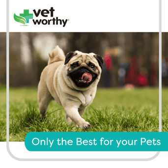 Vet Worthy Vet Worthy Potty Hydrant for Dogs