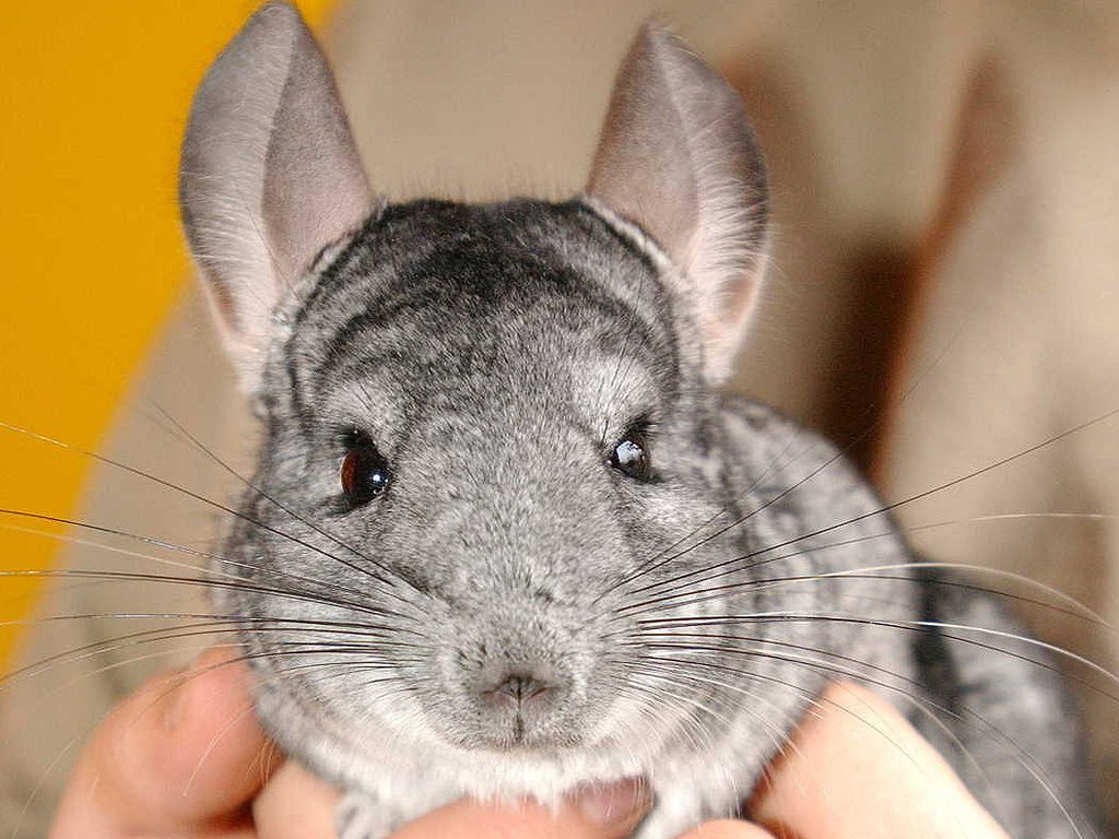 Are Chinchillas the right pet for you?