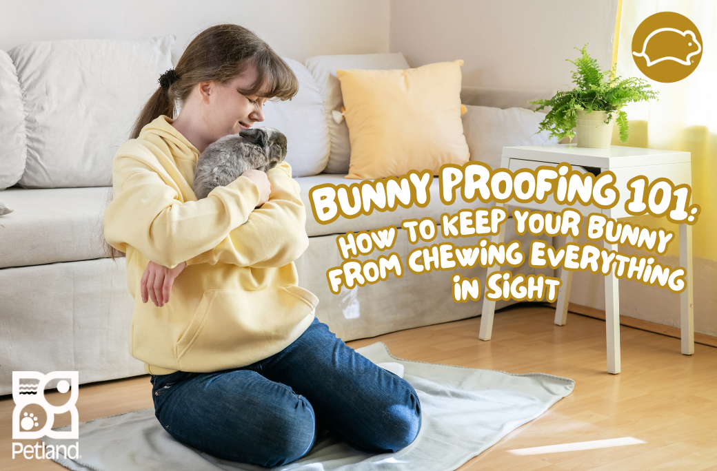 Bunny Proofing 101: How to Keep Your Bunny from Chewing Everything in Sight!