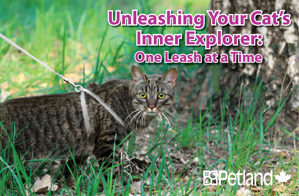 Unleashing Your Cat’s Inner Explorer One Leash at a Time
