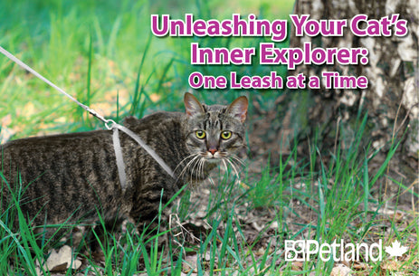 Unleashing Your Cat’s Inner Explorer One Leash at a Time