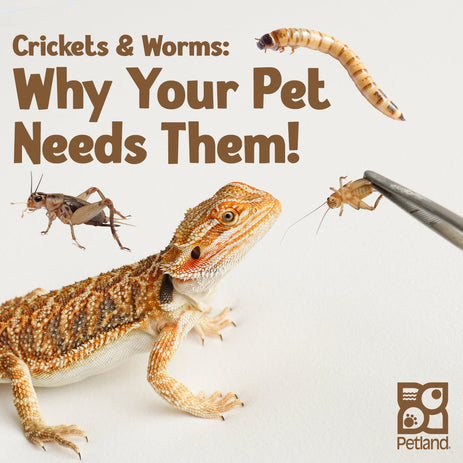 Crickets and Worms: Why Your Pet Needs Them!