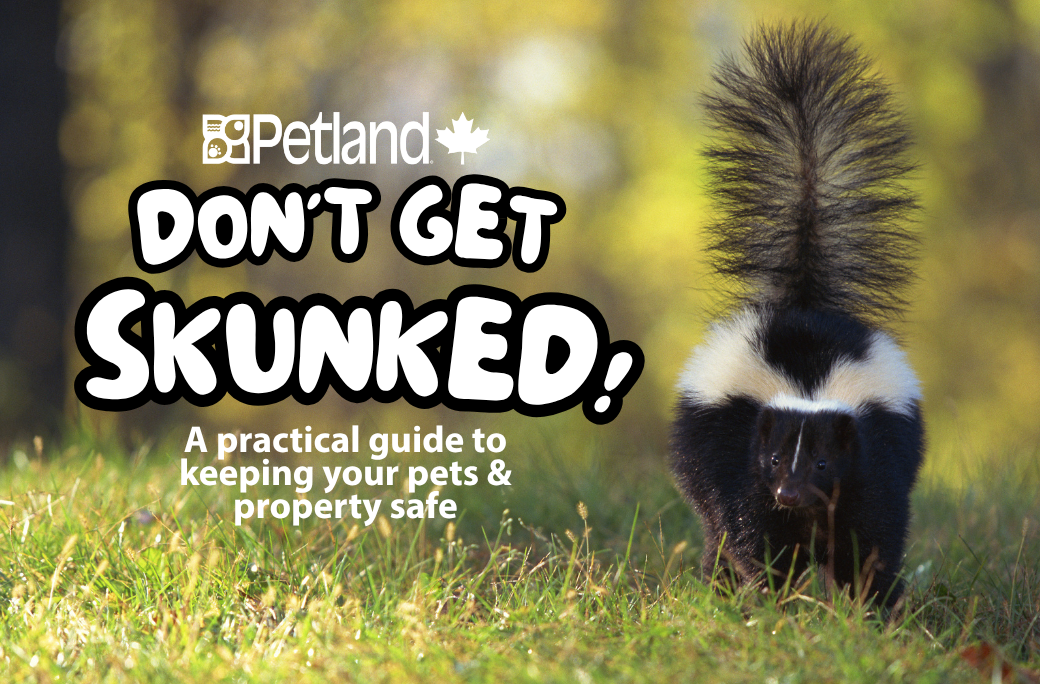 Don't Get Skunked: A Practical Guide to Keeping Your Pets and Property Safe