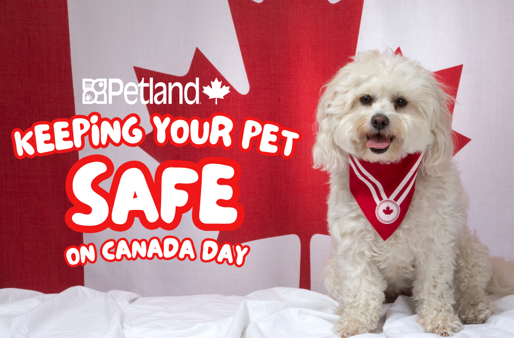 Keeping Your Pet Safe On Canada Day